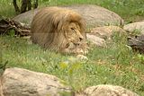 leipzig zoo-01_07_2011_zoo_allgemein_331